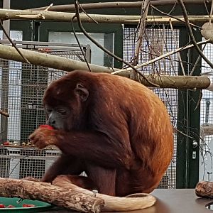 Red howler monkey