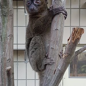 Greater bamboo lemur