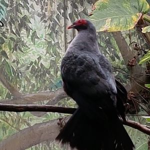 papuan mountain pigeon