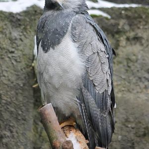 Black-chested buzzard-eagle