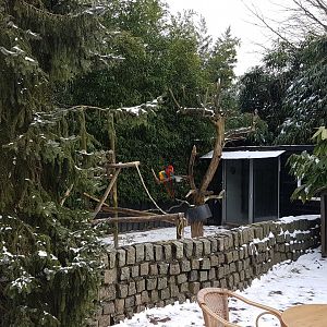 Parrot-enclosure in the snow