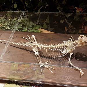 Lizard-skeleton
