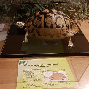 Skeleton Herman's tortoise