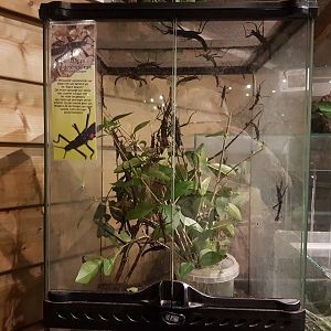 Enclosure Peruphasma