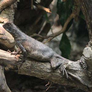 Very pregnant Diving lizard