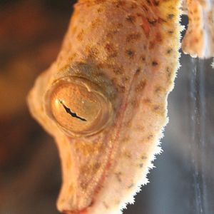 Hecke'ls leaf-tailed gecko