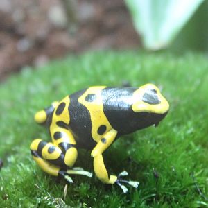 Dendrobates leucomelas