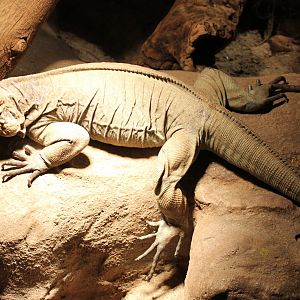 Rhinoceros iguana