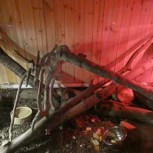 Tailess Tenrec enclosure