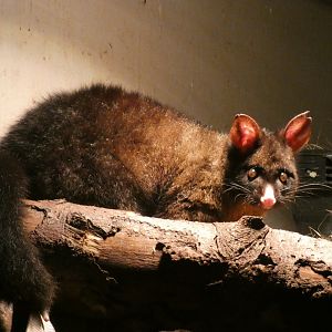 Brush-tailed Possum