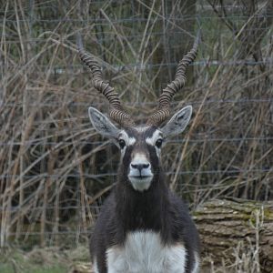 Blackbuck