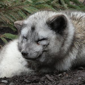 Arctic Fox