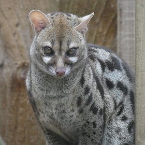 Cape Genet