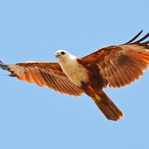 Brahminy kite