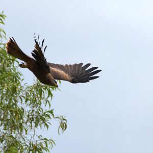 Square-tailed kite