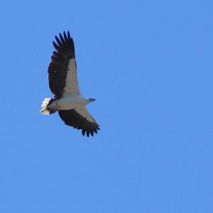 White-bellied sea-eagle
