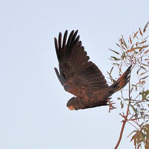 female red-tailed black cocatoo