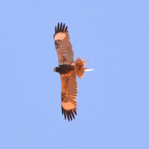 Black-breasted buzzard