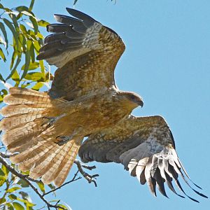 Whistling kite