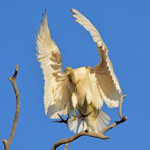 Yellow-billed spoonbill