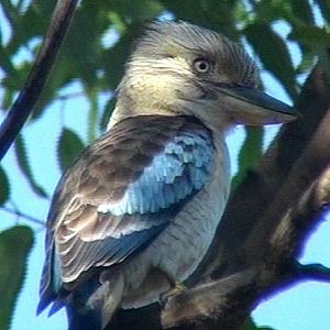 Blue-winged kookaburra