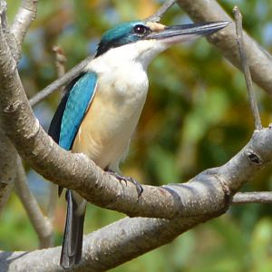 Forest kingfisher