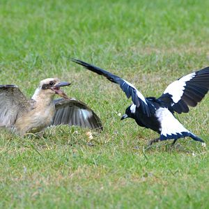 Laughing kookaburra & magpie