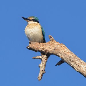 Sacred kingfisher