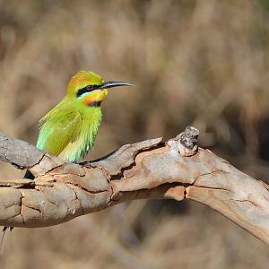 Rainbow bee-eater