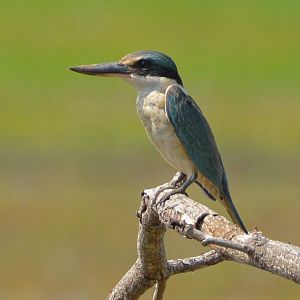 Collared kingfisher