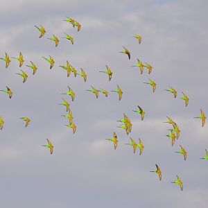 Budgerigars