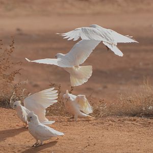 Little corellas