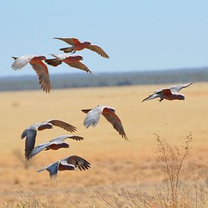 Galahs