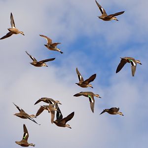 Pacific black ducks & grey teal + 1 pink-eared duck