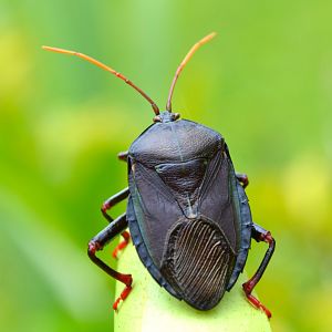 Shield bug