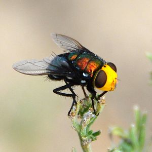 Fly.  species unknown