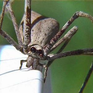 Huntsman spider_edited-1
