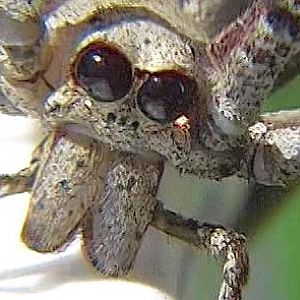 Huntsman spider2_edited-1