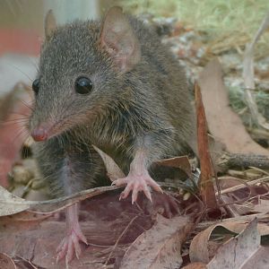 Antechinus swainsonii