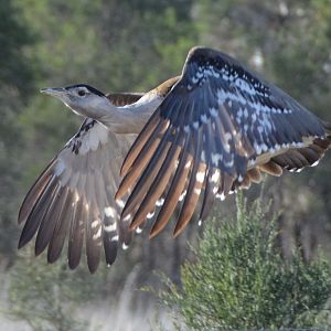 Australian bustard