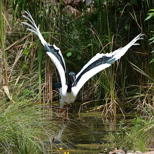 Jabiru.   Australian black-necked stork