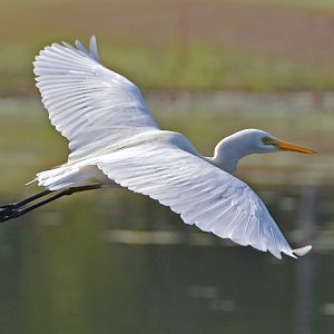 Intermediate egret