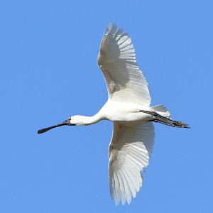 Royal spoonbill