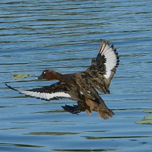 White-eyed duck