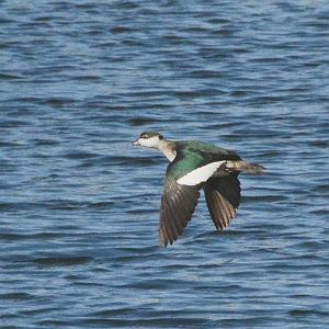 Female green-pygmy goose