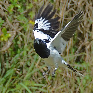 Pied butcherbird