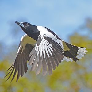 Pied butcherbird