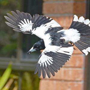 Pied butcherbird