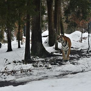Amur Tiger at Ljubljana Zoo, 07/03/18