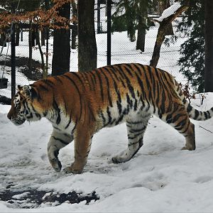 Amur Tiger at Ljubljana Zoo, 07/03/18
